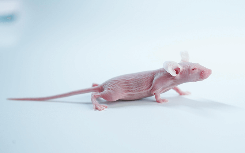 BALB/c-Nude （裸鼠）