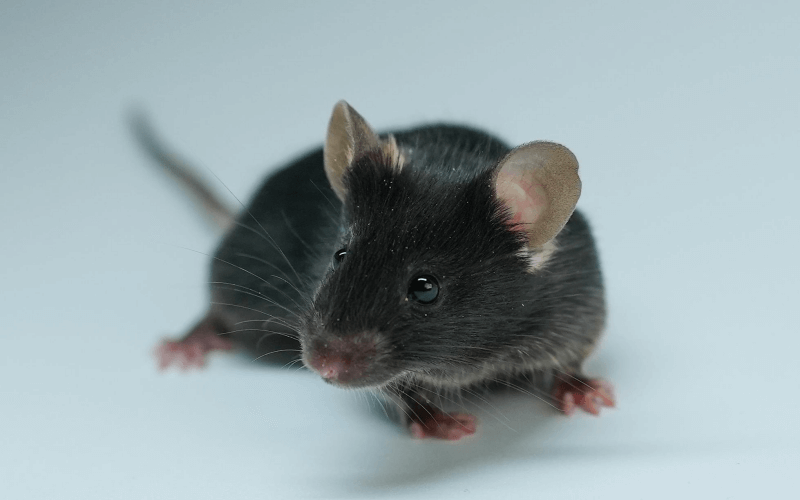 A53T （帕金森疾?。? title=