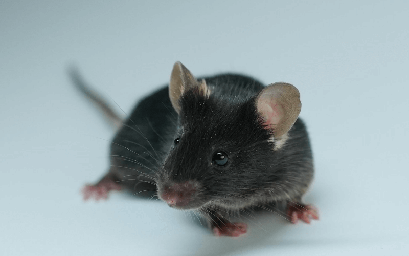 ApoE（動(dòng)脈粥樣硬化）